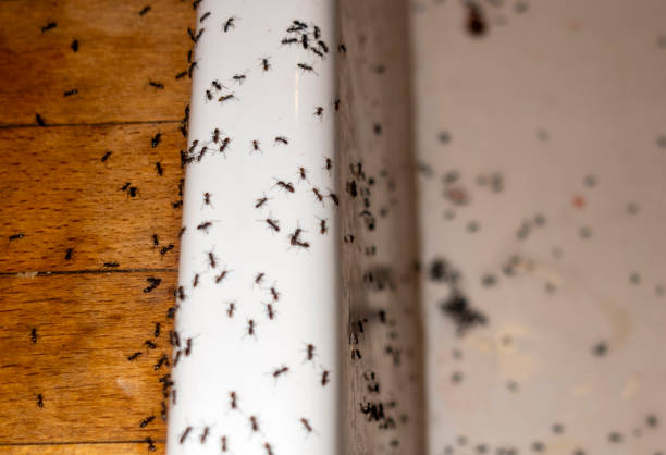 Best Commercial Pest Control Services  in Wilder, VT