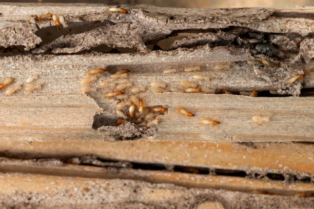 Best Insect Control  in Wilder, VT