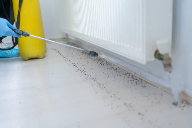 Best Flea Control Services  in Wilder, VT