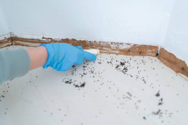 Best Ant Control Services  in Wilder, VT